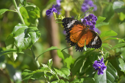 Pretty patterned wings on an orange, white, and black butterfly.