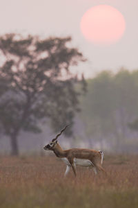 Side view of giraffe on field against sky