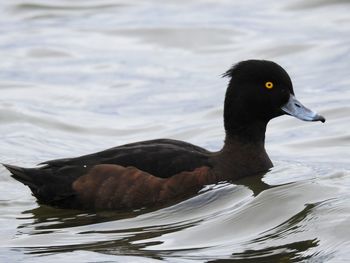 Close-up of duck swimming in lake