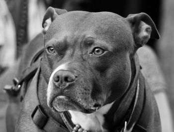 Close-up portrait of dog