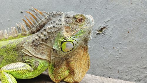 High angle view of lizard on wall