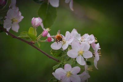 Close-up of bee on pink flowers