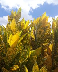 Close-up of yellow flowering plant leaves against sky