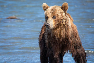 brown bear