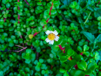 Close-up of white daisy blooming outdoors