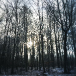 Bare trees in forest