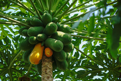 Low angle view of fruits growing on tree