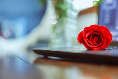 Close-up of red rose on table