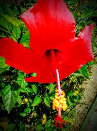 Close-up of red flower