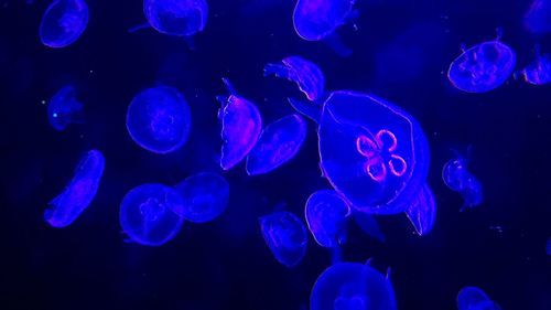 Jellyfish in sea
