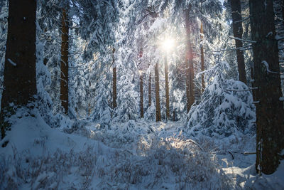 Snow covered trees in forest