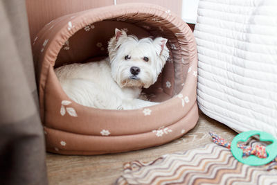 Close-up portrait of cute dog sitting in pet bed