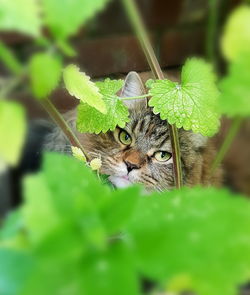 Close-up portrait of lizard on plant