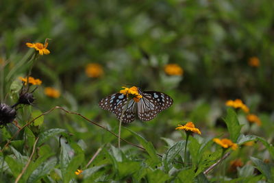 Close-up of butterfly pollinating on flower