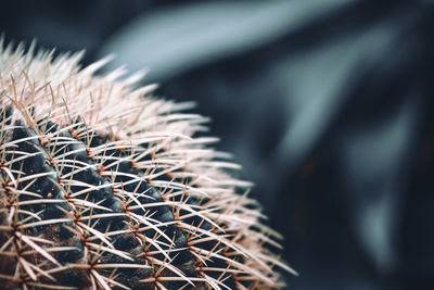 Close-up of plant