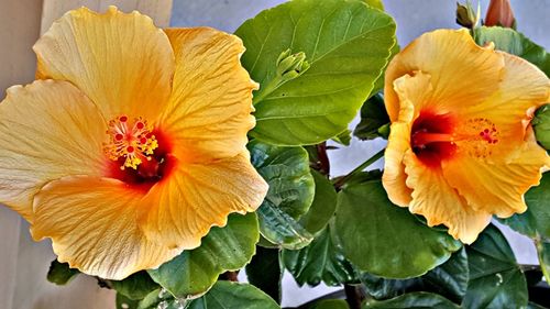 Close-up of orange hibiscus blooming outdoors