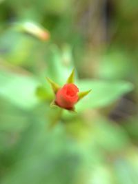 Close-up of red flower