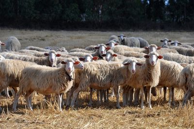 Sheep in a field