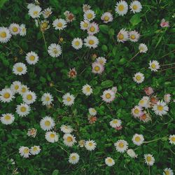 Full frame shot of white daisy flowers