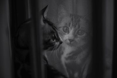 Close-up of a cat looking away