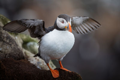 Atlantic puffin spreading wings