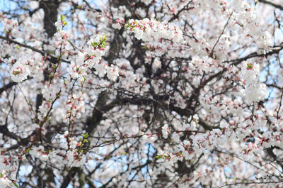 Low angle view of cherry blossom tree