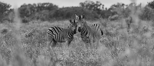 Two zebras on field