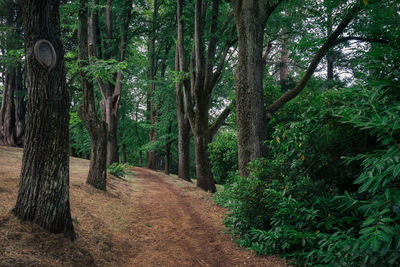 Trees in forest