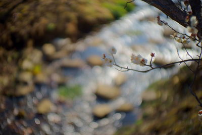 Close-up of spider on tree