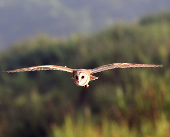 Cute face barn owl flying