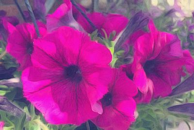 Close-up of pink flowers