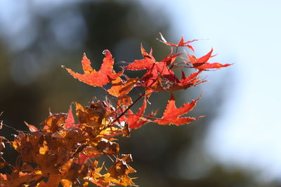 Close-up of orange maple leaves on tree