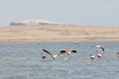 Flock of seagulls in lake
