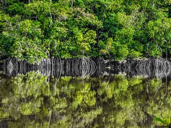 Scenic view of lake in forest