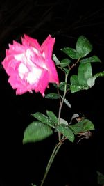Close-up of pink flower