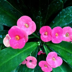 Close-up of water drops on pink rose flower