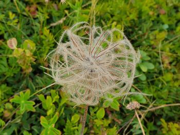 Close-up of dandelion on field