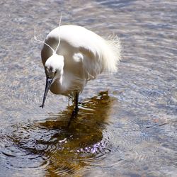 High angle view of bird in lake