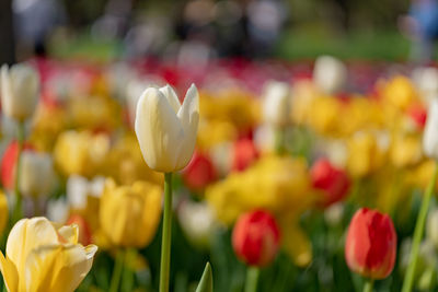 Close-up of tulips in field