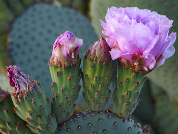 Close-up of pink cactus flower