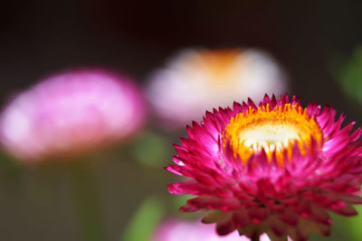 Close-up of pink flower