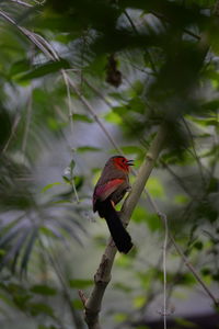 Close-up of a bird perching on branch