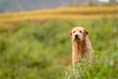 Portrait of dog on field