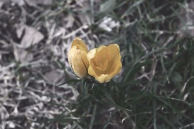 Close-up of yellow flowers