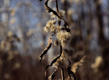 Close-up of wilted plant