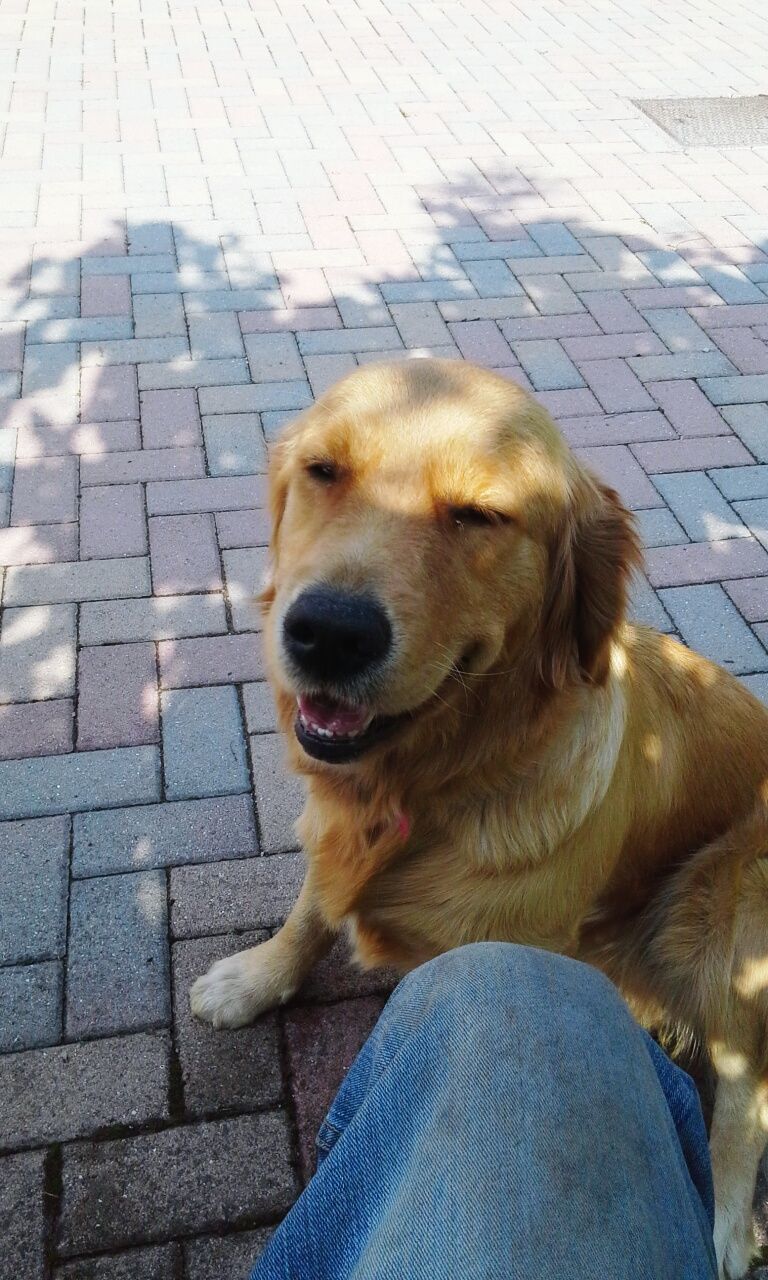 dog, pets, domestic animals, one animal, animal themes, mammal, portrait, animal head, canine, looking at camera, pet collar, high angle view, relaxation, loyalty, close-up, sitting, street, day, brown, outdoors