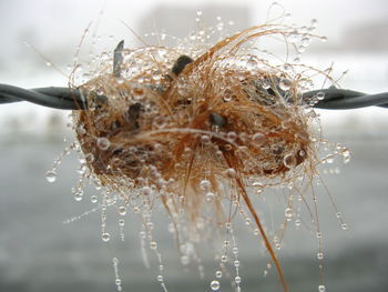 Close-up of spider web on frozen plant