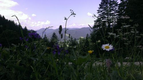 Close-up of flowers blooming in field