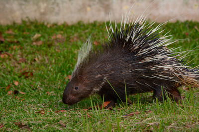 Close-up of an animal on grass