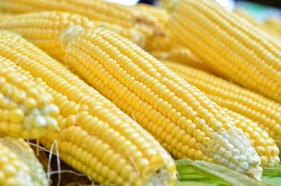 Extreme close up of corn